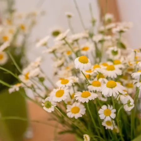 Nada Lägenhet Rovinj