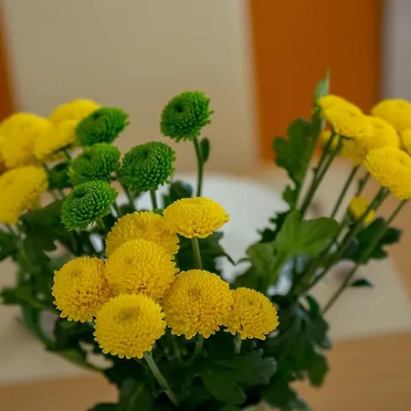 Apartament Nada *